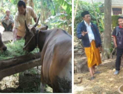 Increasing the Income of Pineapple Farmers by Processing Cattle Waste into Organic Fertilizer in Lendang Nangka Utara Village, East Lombok, West Nusa Tenggara